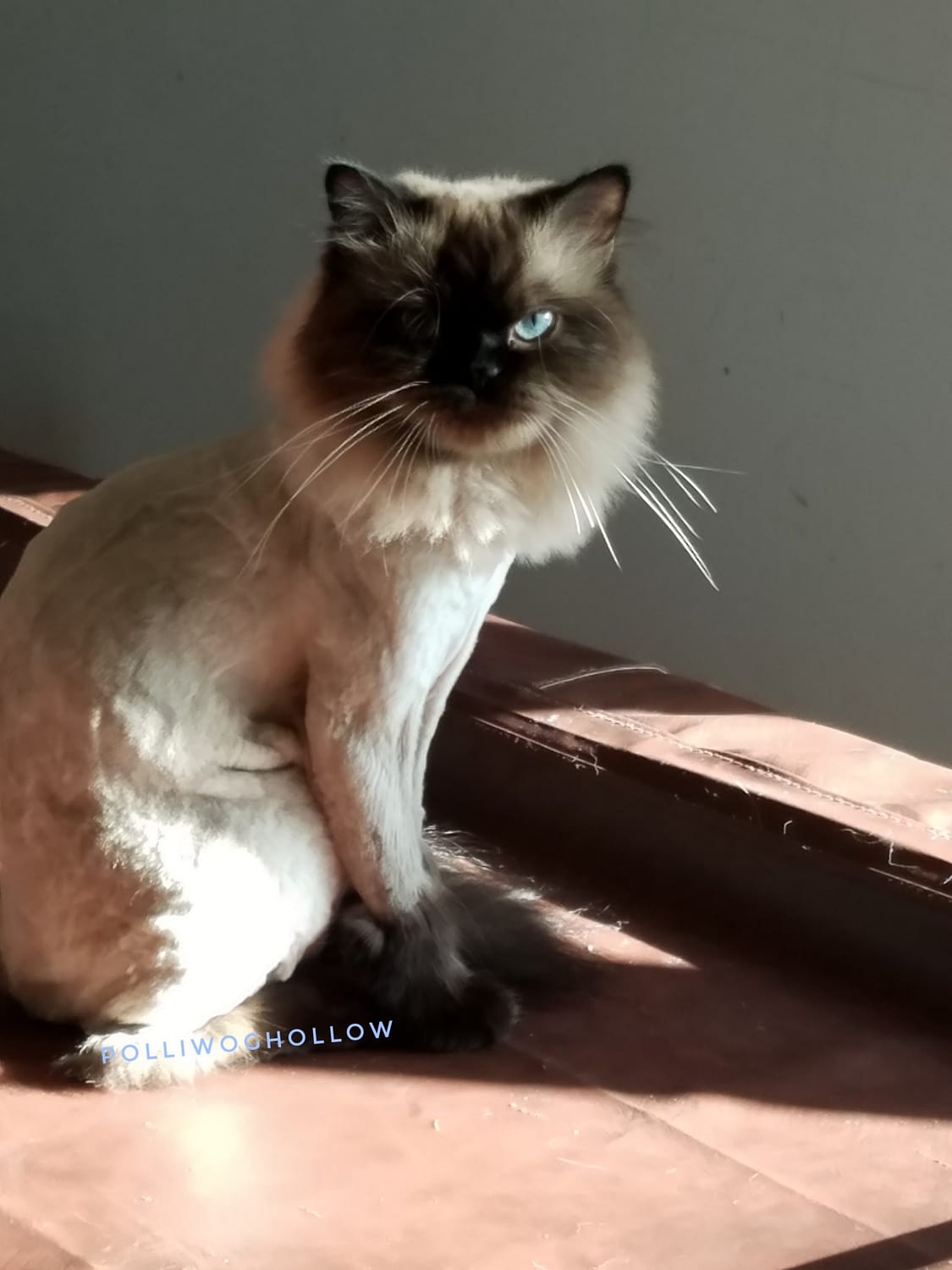 Shaved cat