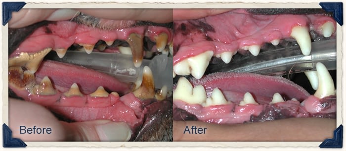 dog dental treatment 